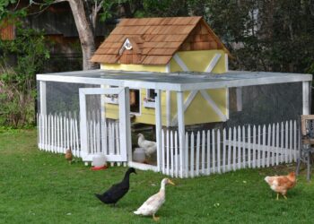 Quelle taille de poulailler pour 3 poules ?