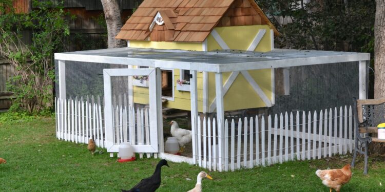 Quelle taille de poulailler pour 3 poules ?