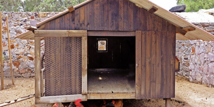 Quelle taille de poulailler pour 4 poules ?