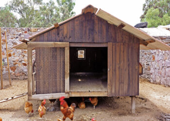 Quelle taille de poulailler pour 5 poules ?