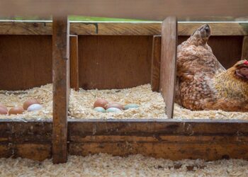 Quelle taille de poulailler pour 5 poules ?