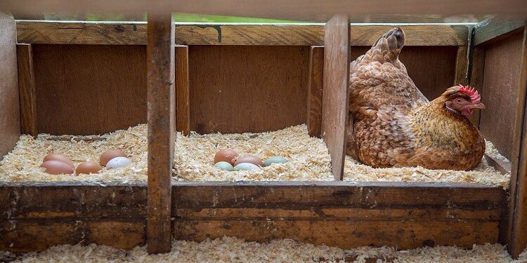 Quelle taille de poulailler pour 5 poules ?