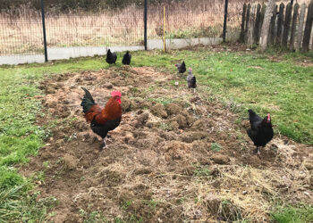 Quelle taille de poulailler pour 6 poules ?