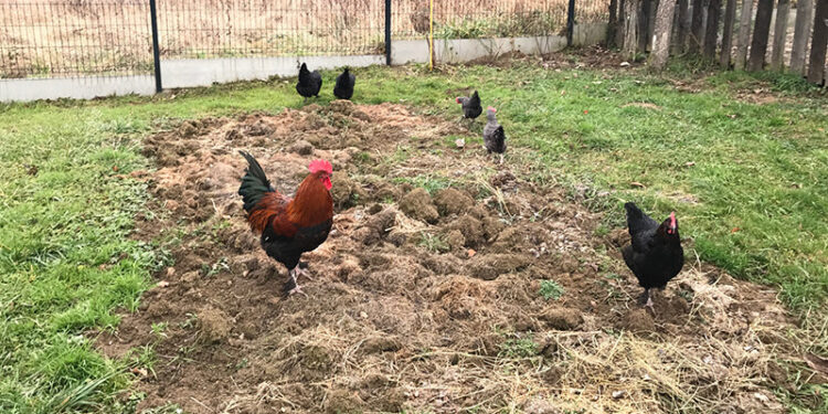 Quelle taille de poulailler pour 6 poules ?