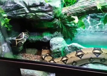 Quelle taille de terrarium ?