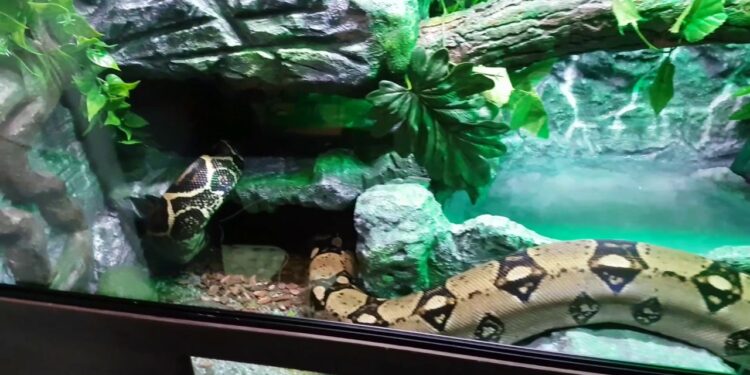 Quelle taille de terrarium ?