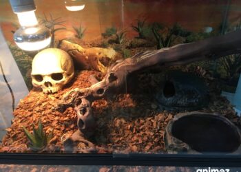 Quelle taille de terrarium pour 2 gecko léopard ?