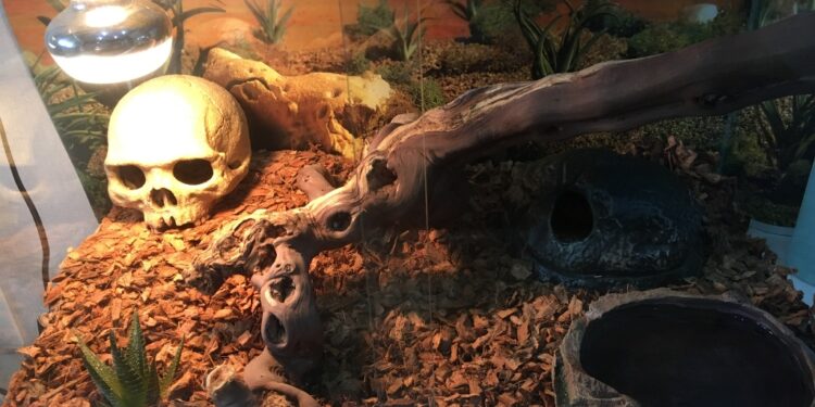 Quelle taille de terrarium pour 2 gecko léopard ?