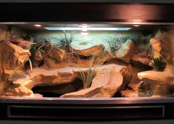 Quelle taille de terrarium pour 2 gecko léopard ?