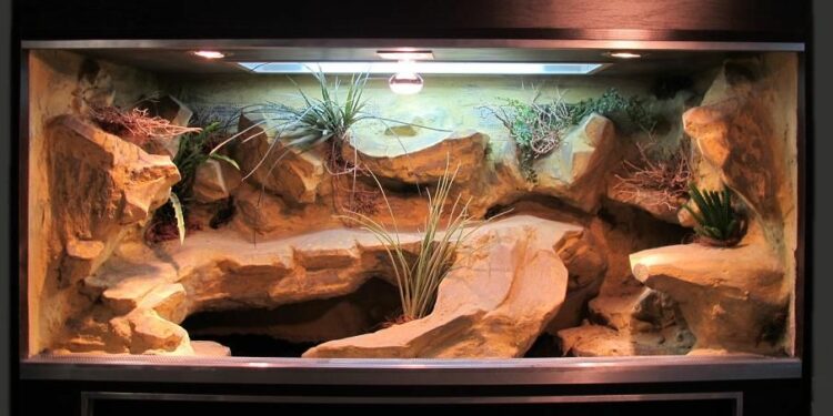 Quelle taille de terrarium pour 2 gecko léopard ?