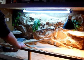 Quelle taille de terrarium pour un pogona ?