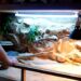 Quelle taille de terrarium pour un pogona ?