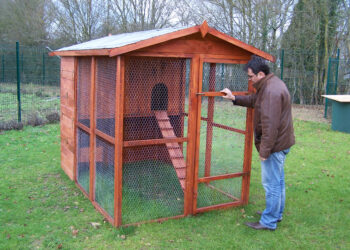 Quelle taille d'enclos pour 2 poules ?