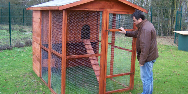 Quelle taille d'enclos pour 2 poules ?