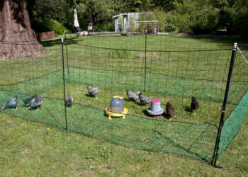 Quelle taille d'enclos pour 2 poules ?