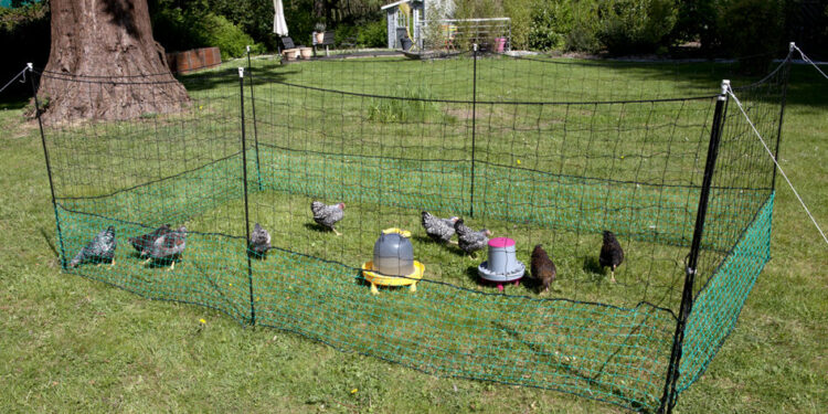 Quelle taille d'enclos pour 2 poules ?