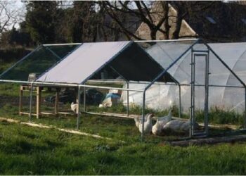 Quelle taille d'enclos pour 3 poules ?