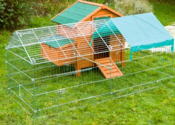 Quelle taille d'enclos pour 4 poules ?