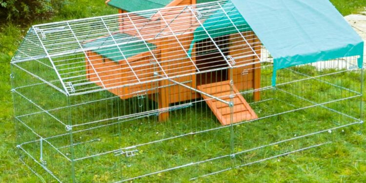 Quelle taille d'enclos pour 4 poules ?