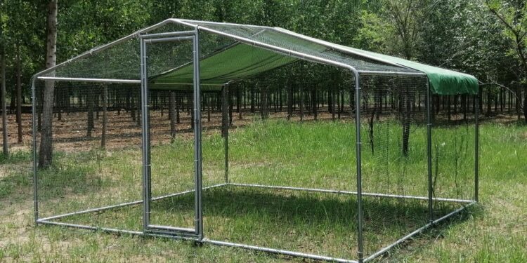 Quelle taille d'enclos pour 4 poules ?