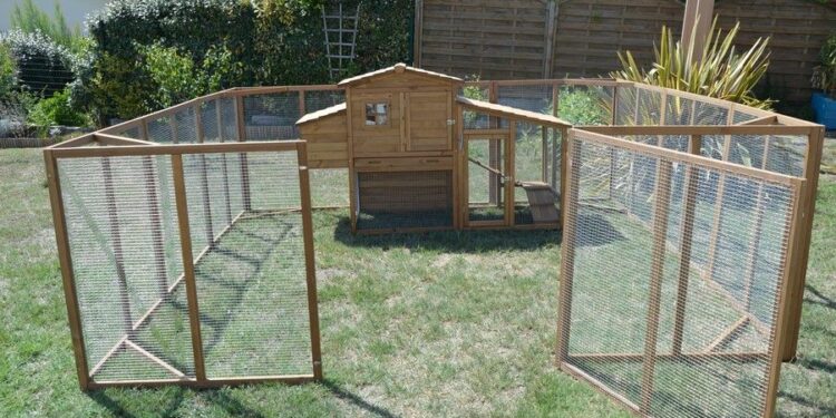 Quelle taille d'enclos pour 4 poules ?