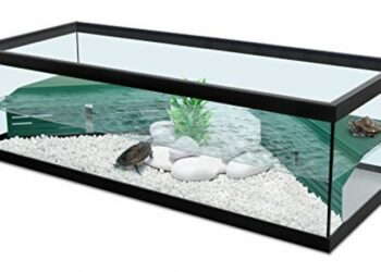 Quelle taille fait une tortue d'eau adulte ?