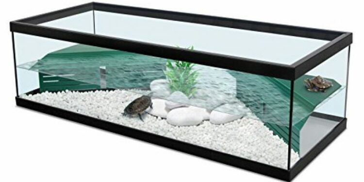 Quelle taille fait une tortue d'eau adulte ?