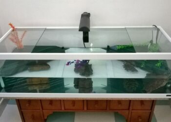 Quelle taille fait une tortue d'eau adulte ?