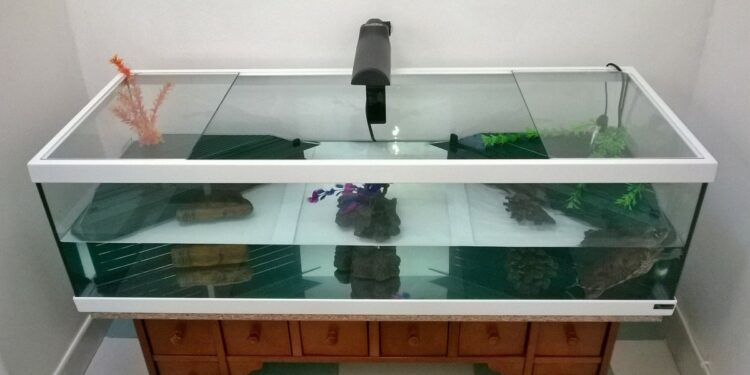 Quelle taille fait une tortue d'eau adulte ?