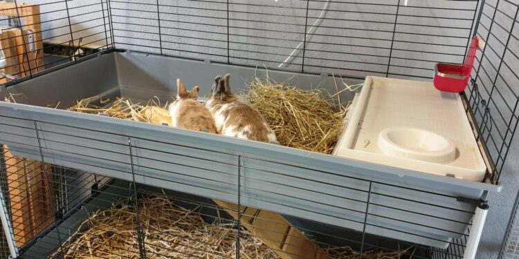 Quelle taille pour une cage à lapin ?