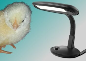 Quelle température dans la couveuse ?