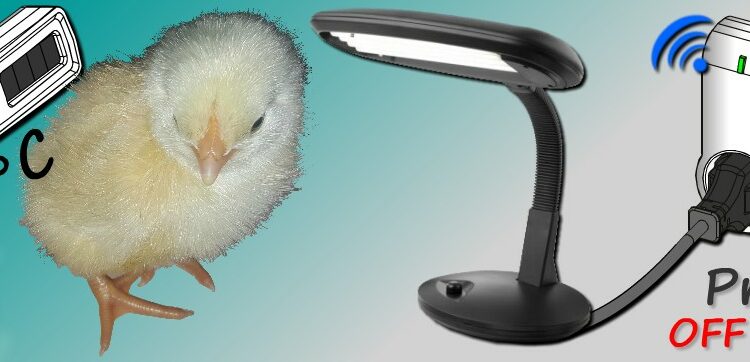 Quelle température dans la couveuse ?