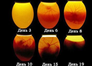 Quelle température dans la couveuse ?