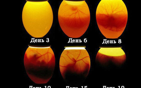 Quelle température dans la couveuse ?