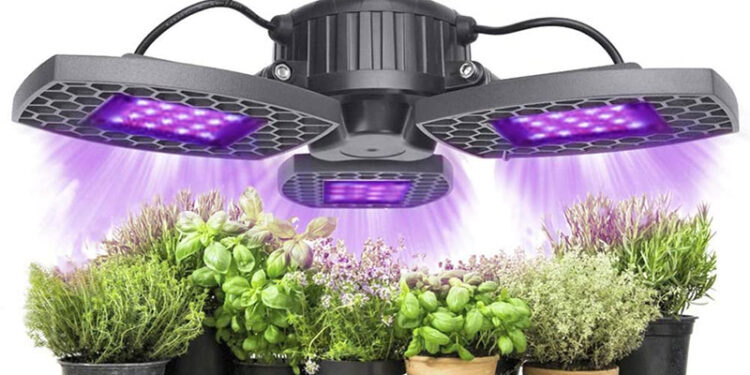 Quelle température de couleur pour les plantes ?