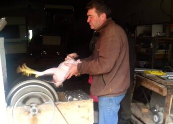 Quelle température de l'eau pour plumer un poulet ?