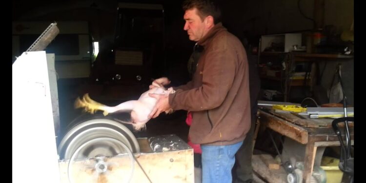 Quelle température de l'eau pour plumer un poulet ?