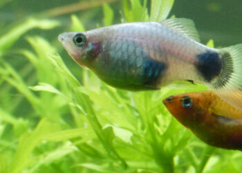 Quelle température d'eau pour les Platy ?