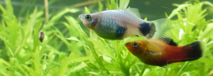 Quelle température d'eau pour les Platy ?