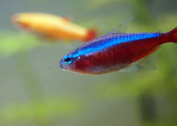 Quelle température d'eau pour les Platy ?