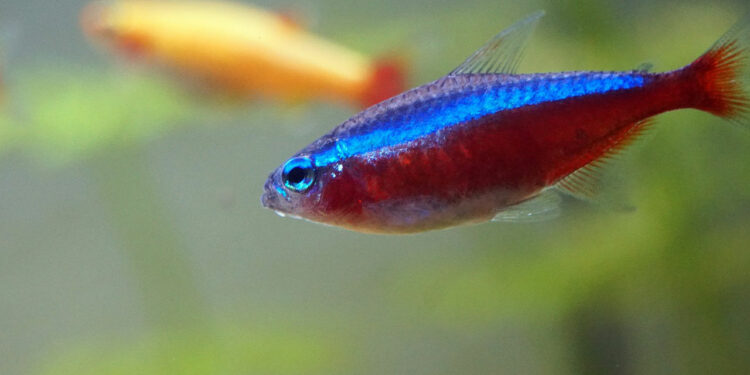 Quelle température d'eau pour les Platy ?