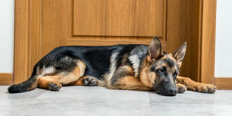 Quelle température peut supporter un Berger Allemand ?
