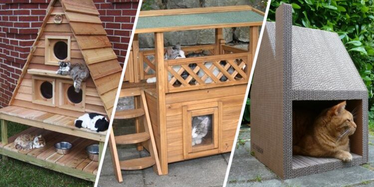 Quelle température peut supporter un chat ?