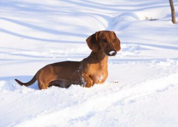 Quelle température peut supporter un chien ?
