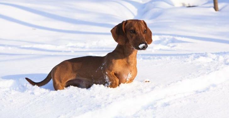 Quelle température peut supporter un chien ?