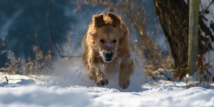 Quelle température peut supporter un chien ?