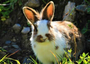 Quelle température peut supporter un lapin ?