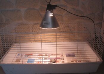 Quelle température pour Poussin sous lampe ?