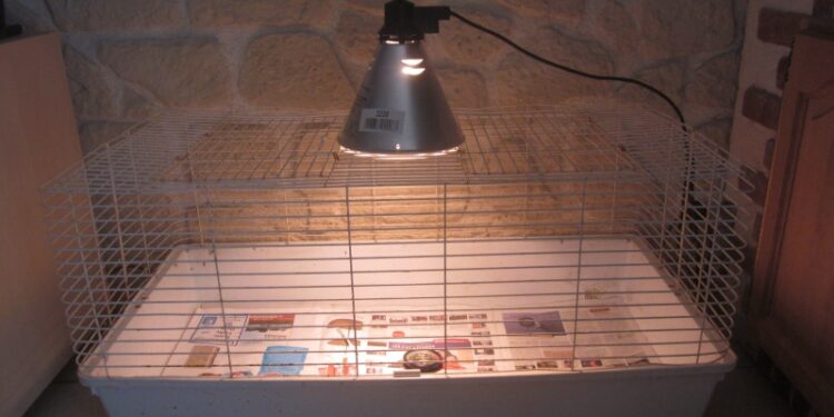 Quelle température pour Poussin sous lampe ?