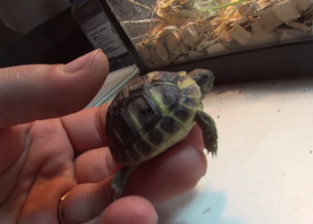 Quelle température pour bébé tortue ?